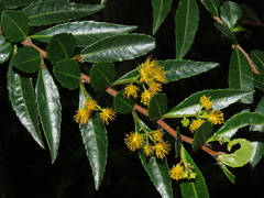 Azara lanceolata