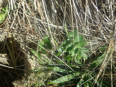 Gingidia montana