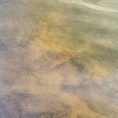 Tragulichthys jaculiferus