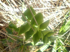 Gingidia montana