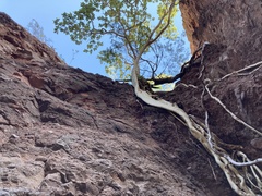 Ficus petiolaris palmeri