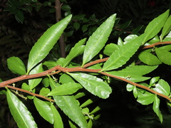 Azara lanceolata