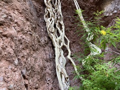 Ficus petiolaris palmeri
