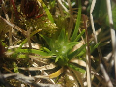 Colobanthus strictus