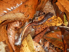 Speleomantes italicus