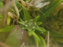 Colobanthus strictus