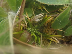 Colobanthus strictus