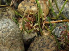 Lilaeopsis occidentalis