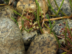 Lilaeopsis occidentalis