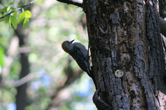 Melanerpes aurifrons