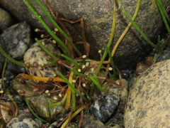 Lilaeopsis occidentalis
