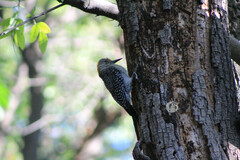 Melanerpes aurifrons