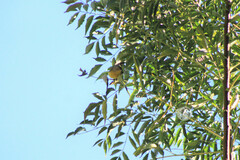 Leiothlypis ruficapilla