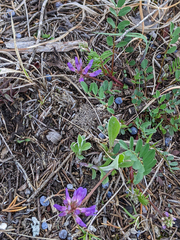 Astragalus distortus