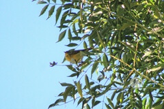 Leiothlypis ruficapilla