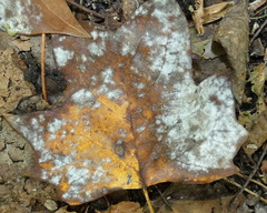 Erysiphe liriodendri