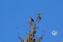 Sturnus vulgaris