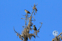 Sturnus vulgaris