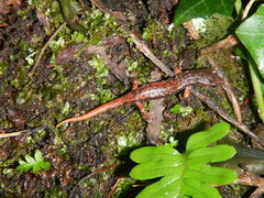 Speleomantes italicus