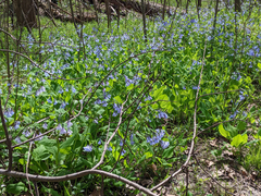 Mertensia virginica