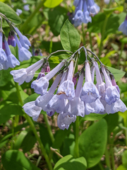 Mertensia virginica