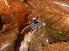 Salamandrina perspicillata