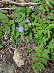Polemonium reptans