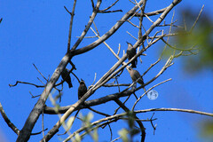 Sturnus vulgaris
