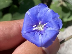 Jacquemontia abutiloides