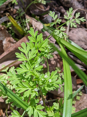 Chaerophyllum