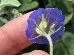 Jacquemontia abutiloides