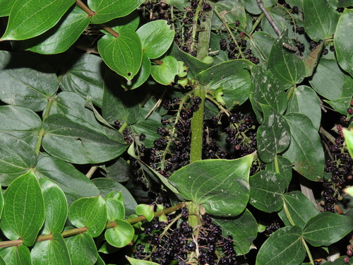 Coriaria ruscifolia (Coriaria ruscifolia)