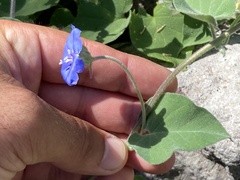 Jacquemontia abutiloides