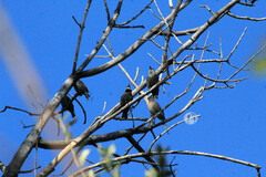 Sturnus vulgaris