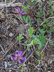 Astragalus distortus