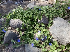 Jacquemontia abutiloides