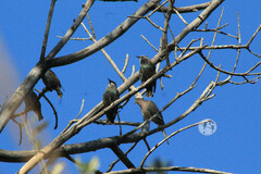 Sturnus vulgaris