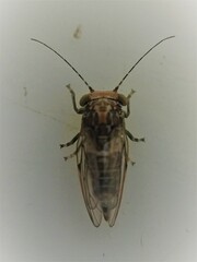 Phellopsylla formicosa