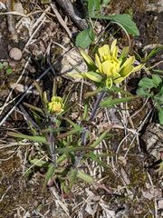 Castilleja coccinea