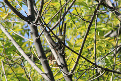 Spinus psaltria