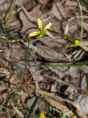 Ranunculus harveyi