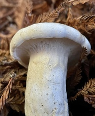 Leucopaxillus