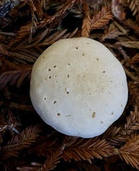 Leucopaxillus