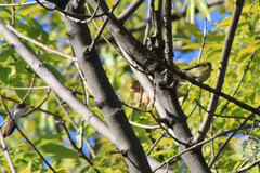 Spinus psaltria