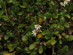 Selliera radicans