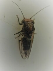 Phellopsylla formicosa