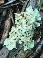 Flavoparmelia caperata