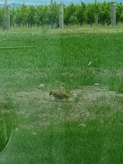 Emberiza citrinella caliginosa