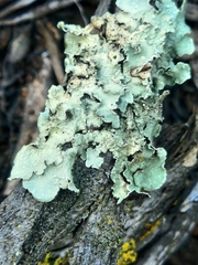 Flavoparmelia caperata