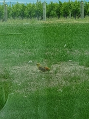 Emberiza citrinella caliginosa